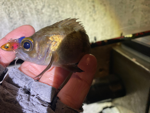 メバルの釣果