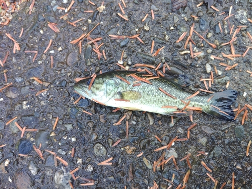 ブラックバスの釣果