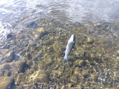 ニジマスの釣果