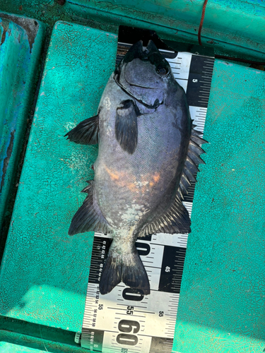 イシダイの釣果