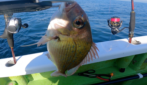 マダイの釣果