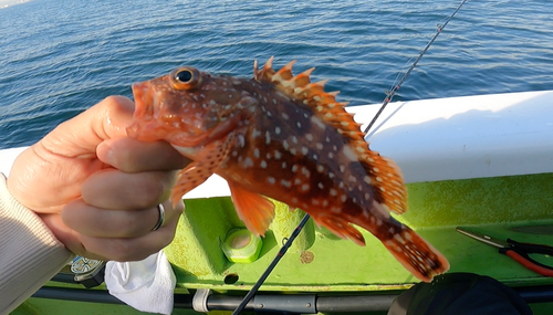 カサゴの釣果