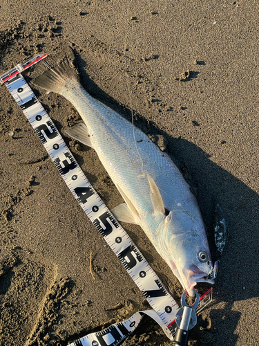 オオニベの釣果