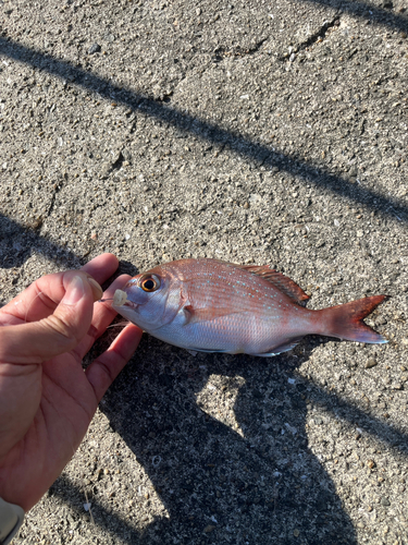 マダイの釣果