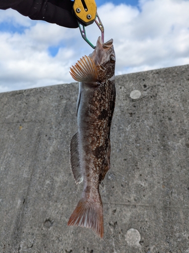 アイナメの釣果