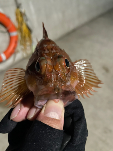 金沢水際線緑地（福浦岸壁）