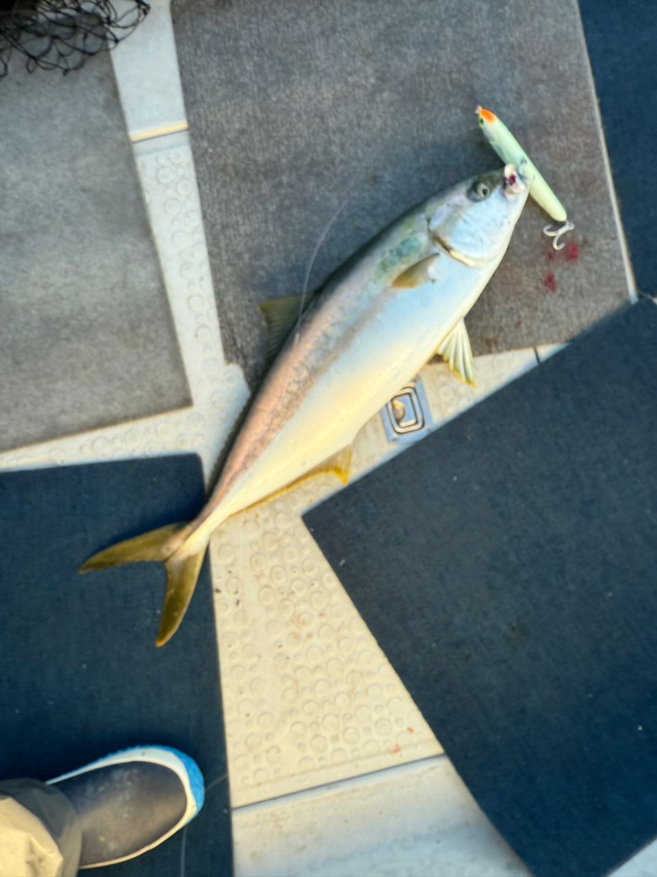 かずむささんの釣果 2枚目の画像