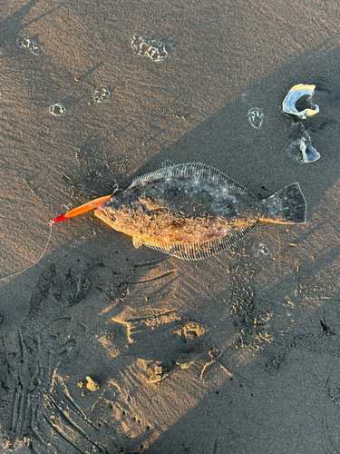 ソゲの釣果