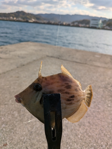 カワハギの釣果