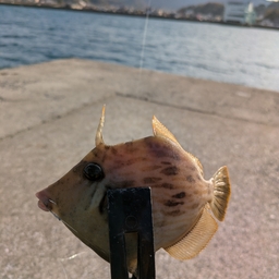 カワハギ