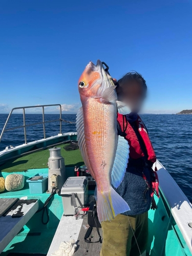 アマダイの釣果