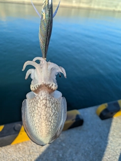 シリヤケイカの釣果