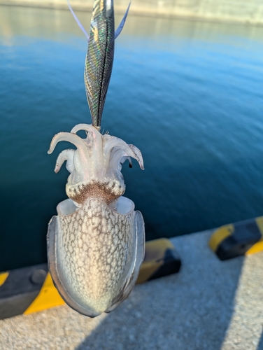 シリヤケイカの釣果