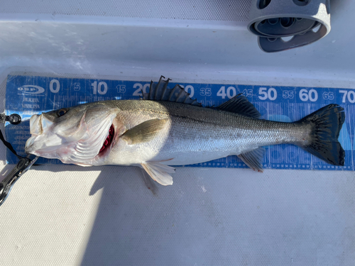 シーバスの釣果