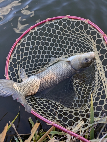 ソウギョの釣果