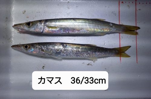 カマスの釣果