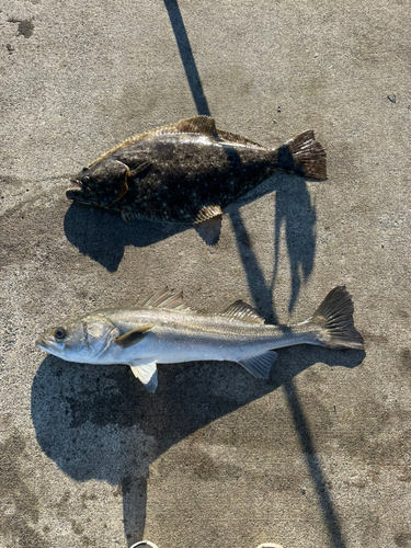 ヒラメの釣果