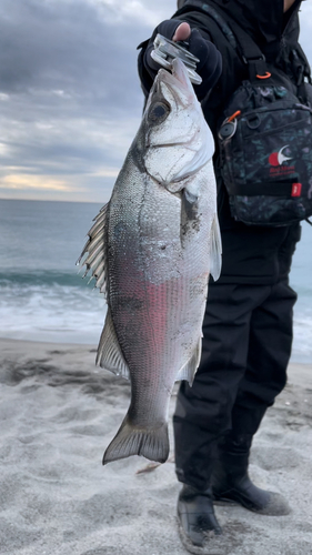 セイゴ（ヒラスズキ）の釣果