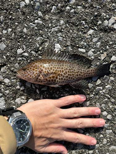 オオモンハタの釣果