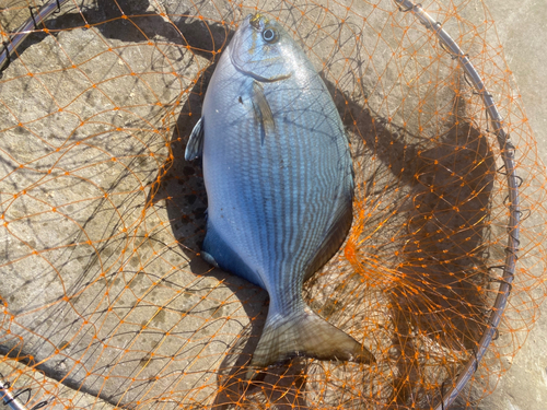 イスズミの釣果