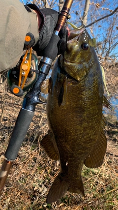 スモールマウスバスの釣果