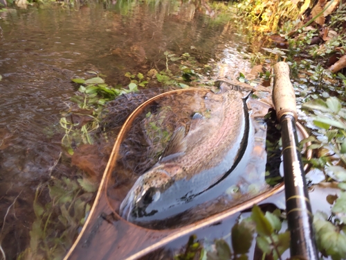 ニジマスの釣果