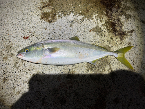 ヤズの釣果