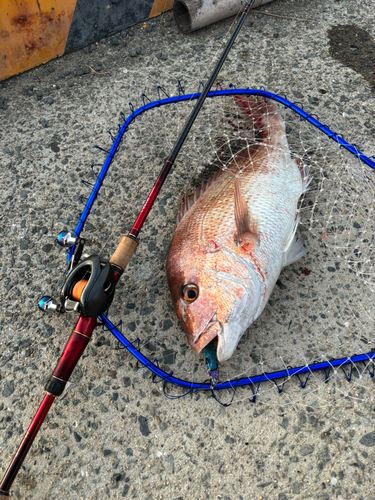 タイの釣果