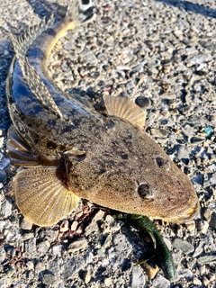 マゴチの釣果