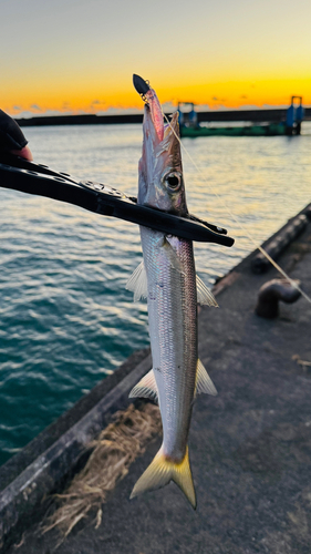 カマスの釣果