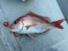 マダイの釣果