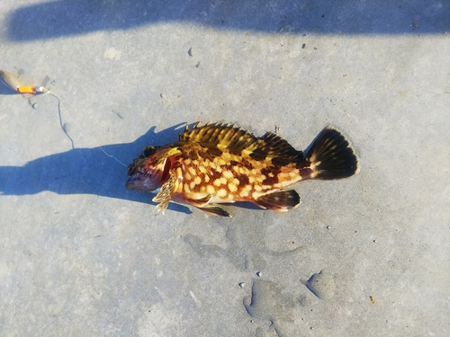 カサゴの釣果