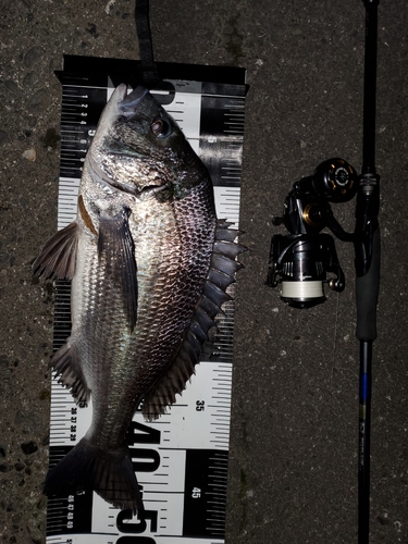 クロダイの釣果