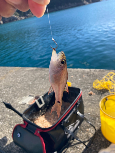 クロホシイシモチの釣果