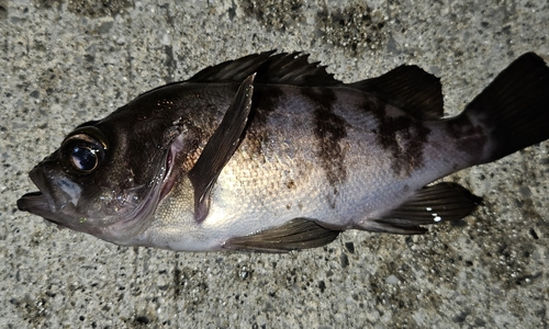 メバルの釣果