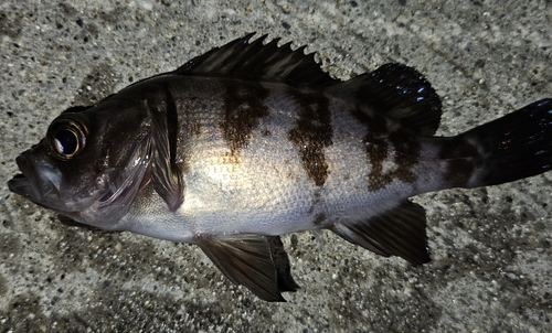 メバルの釣果