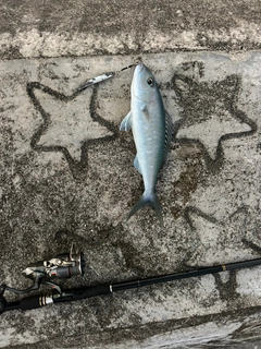 アオチビキの釣果