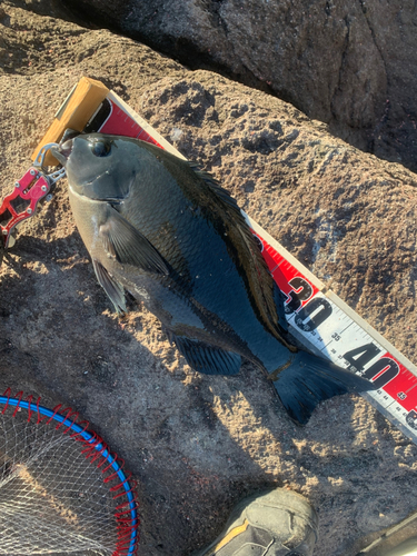 メジナの釣果