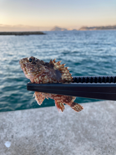 アラカブの釣果