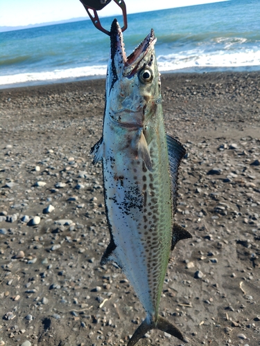 サゴシの釣果