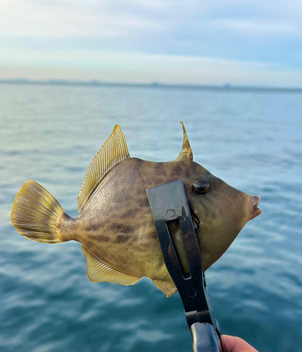 カワハギの釣果