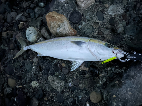 メジロの釣果