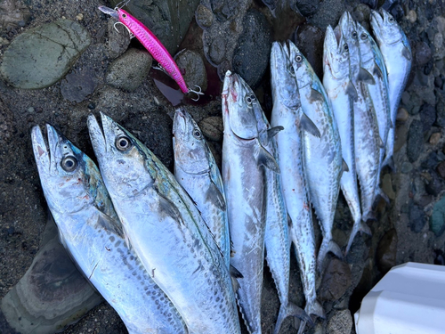 サゴシの釣果