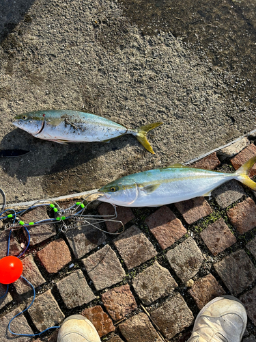 ヤズの釣果