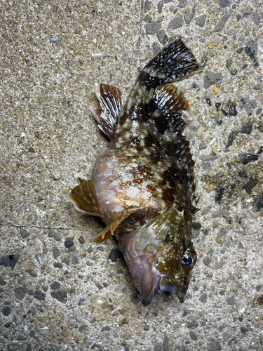 イソカサゴの釣果