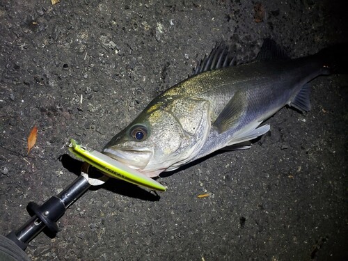 シーバスの釣果