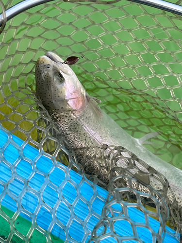 ニジマスの釣果