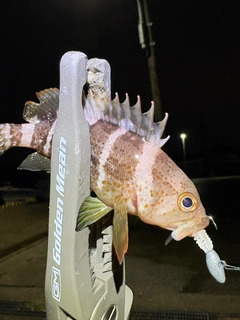 アオハタの釣果