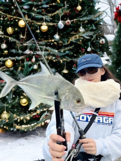 メッキの釣果