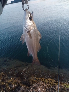 ヒラスズキの釣果